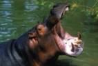 Hippo